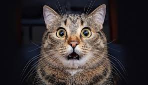 Surprised Cat